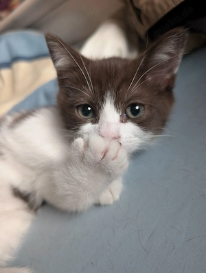 Heilig Birma Mix Katerchen 