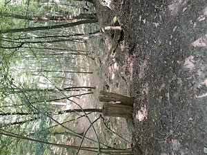 Outdoor Mastubieren