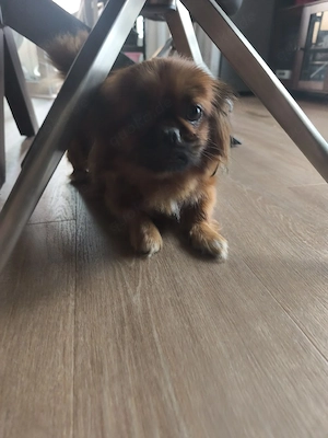 Pekinese Hündin 