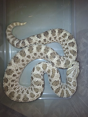 Heterodon nasicus