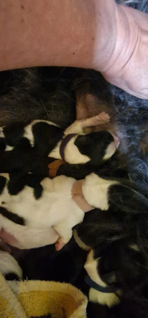 Shih Tzu Welpen 