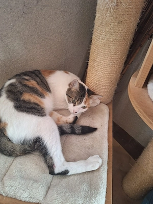 liebes Katzenmädchen 11 mon.