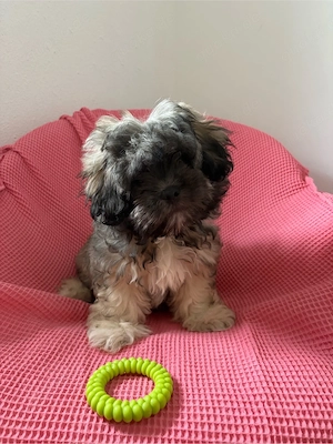 Shih-Tzu-Mix-Welpe sucht  ein liebevolles Zuhause