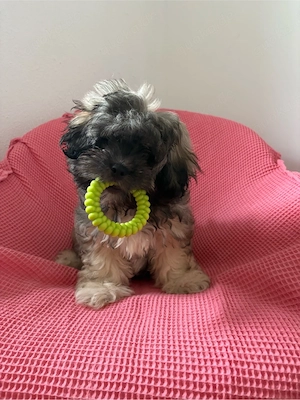 Shih-Tzu-Mix-Welpe wie Maltipo Mischling sucht  ein liebevolles Zuhause
