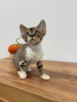Devon Rex-Kätzchen suchen ein neues Zuhause