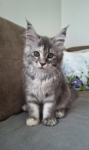 Maine Coon Kitten 