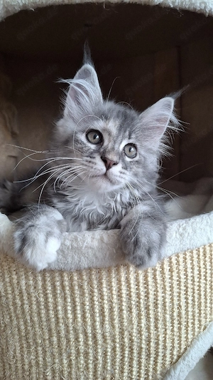 Maine Coon Kitten Kätzin 