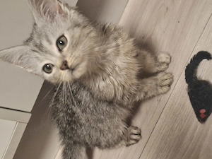 BKH-Kitten suchen liebevolles zu Hause 