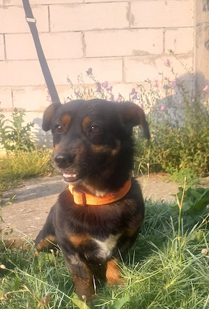 Aladin, 3 Jahre, 30 cm