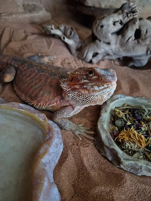 Bartagame Rot Kupfer 