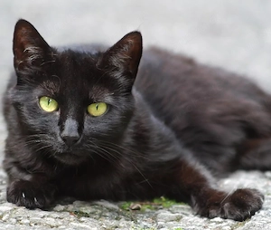 Katze mit 3 Katzenbabys