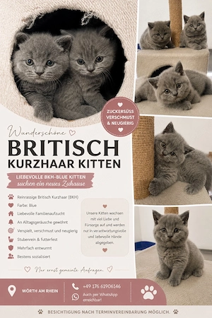 BKH-Kitten Reinrassige suchen ein neues Zuhause!