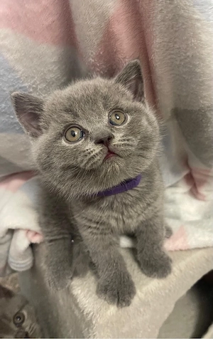 BKH-Kitten Reinrassige suchen ein neues Zuhause!