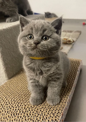Reinrassige BKH-Kitten suchen ein neues Zuhause!