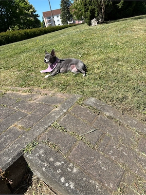Chihuahua Hündin 