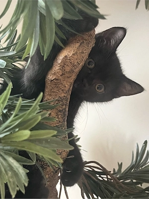 2 Kitten, Katzenkinder , Kätzchen suchen ein zu Hause