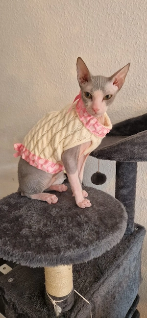 Deckkater für unsere Don-Sphynx-Dame.