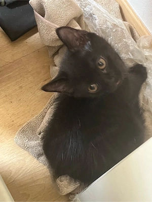 2 Kitten, Kätzchen suchen ein zu Hause