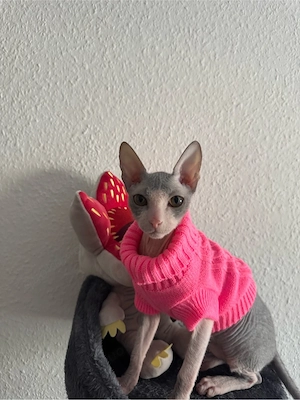Don Sphynx Deckkater