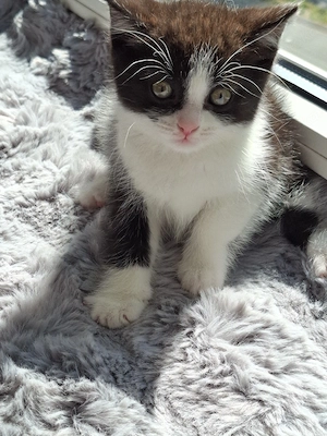 BKH Kater 