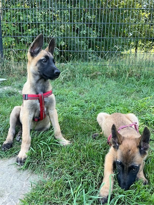 Belgische Malinois