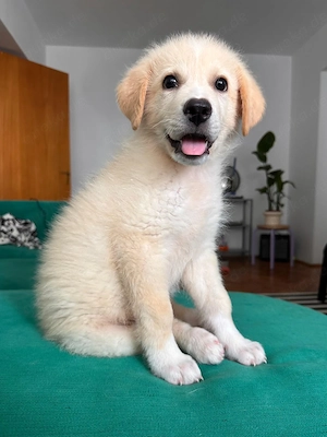 Rudolf, kleiner Welpe sucht neue Familie