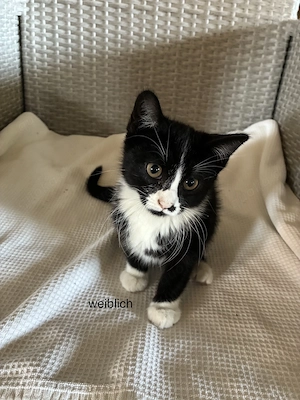 Vier kleine Kitten suchen ihr Zuhause