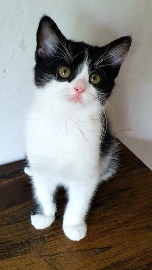 Kleine Mädchen 