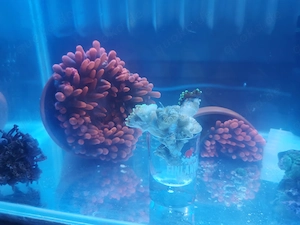 Kupferanemone
