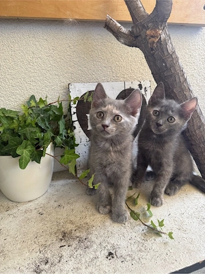5 Kitten Russisch blau   Britisch Kurzhaar Mix 