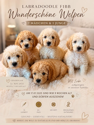 Labradoodle Welpen 