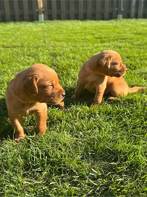 Labrador Foxred Welpen 