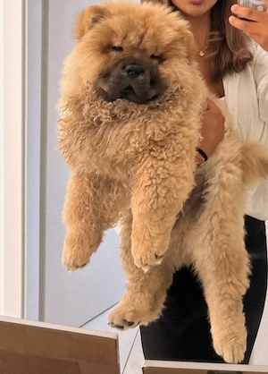 Chow Chow Welpe 