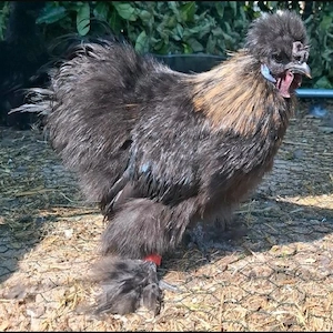 Junghahn Zwergseidenhahn.