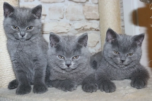Zum verlieben süße BKH-Kitten suchen ein neues Zuhause 