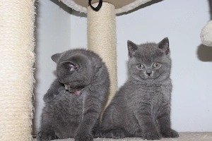Zum verlieben süße BKH-Kitten suchen ein neues Zuhause 