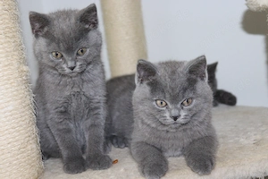 Zum verlieben süße BKH-Kitten suchen ein neues Zuhause 