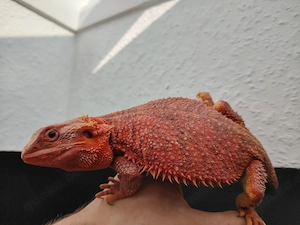 Farbbartagame Extreme Red Trans het Hypo Weibchen 