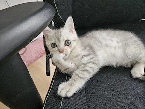 katze Britain Junge BKH
