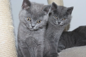 Zum verlieben süsse BKH Kitten suchen ein liebevolles Zuhause 