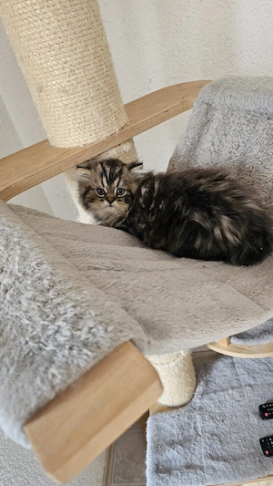 Reinrassige Perser Kitten mit Nase 