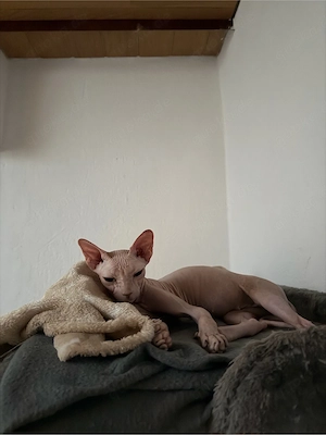 sphynx dame