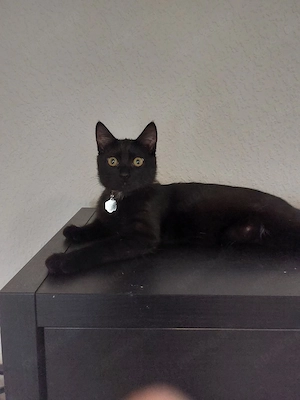 schwarze Katze 