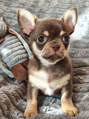 *Traumhaft schöner Chihuahua Welpe Rüde aus Champion Verpaarung*