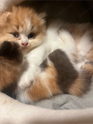 red-white-bicolor BKH Kitten mit Stammbaum 