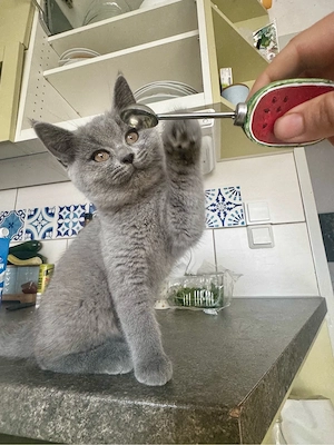 bkh kitten 