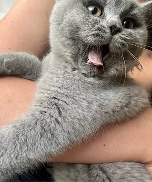 bkh kitten 