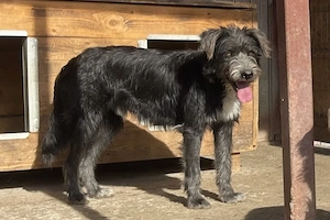 Siggi ist ein Ruhepol Bild 5
