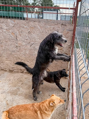 Siggi ist ein Ruhepol Bild 9
