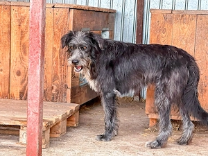Siggi ist ein Ruhepol Bild 8